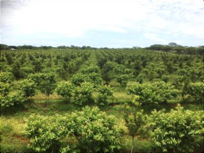 29.4Ha Farm (Macadamia & Guava), Albasini / Piesanghoek area, Soutpansberg -  For Sale in Louis Trichardt, Louis Trichardt