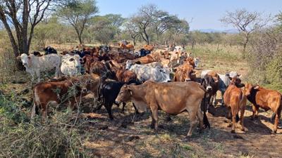 1348Ha Farm (Cattle & Macadamia) - Albasini / Beja area, Louis Trichardt, Soutpansberg, Limpopo, South Africa -  For Sale in Louis Trichardt, Louis Trichardt